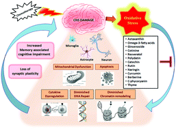Graphical abstract: Dietary agents in mitigating chemotherapy-related cognitive impairment (chemobrain or chemofog): first review addressing the benefits, gaps, challenges and ways forward