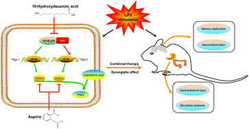 Graphical abstract: Combined royal jelly 10-hydroxydecanoic acid and aspirin has a synergistic effect against memory deficit and neuroinflammation