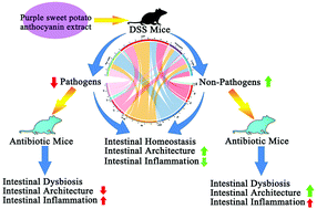 Graphical abstract: Anti-inflammatory effects of purple sweet potato anthocyanin extract in DSS-induced colitis: modulation of commensal bacteria and attenuated bacterial intestinal infection