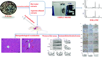 Graphical abstract: E Se tea alleviates acetaminophen-induced liver injury by activating the Nrf2 signaling pathway