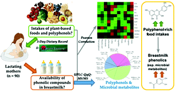 Graphical abstract: Levels of polyphenols and phenolic metabolites in breast milk and their association with plant-based food intake in Hong Kong lactating women