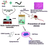 Graphical abstract: Rutin-loaded polymeric nanorods alleviate nephrolithiasis by inhibiting inflammation and oxidative stress in vivo and in vitro