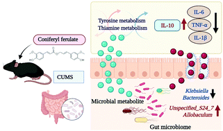 Graphical abstract: Oral coniferyl ferulate attenuated depression symptoms in mice via reshaping gut microbiota and microbial metabolism