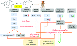 Graphical abstract: Ergothioneine exhibits longevity-extension effect in Drosophila melanogaster via regulation of cholinergic neurotransmission, tyrosine metabolism, and fatty acid oxidation