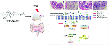 Graphical abstract: Tricholoma matsutake-derived peptide WFNNAGP protects against DSS-induced colitis by ameliorating oxidative stress and intestinal barrier dysfunction