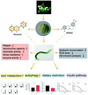 Graphical abstract: Ginkgo seed extract promotes longevity and stress resistance of Caenorhabditis elegans
