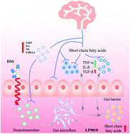 Graphical abstract: Lactiplantibacillus plantarum DMDL 9010 alleviates dextran sodium sulfate (DSS)-induced colitis and behavioral disorders by facilitating microbiota-gut-brain axis balance