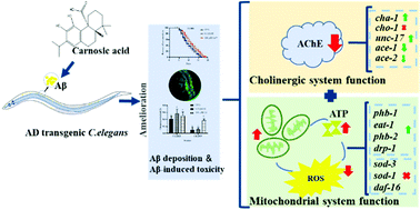 Graphical abstract: Carnosic acid ameliorated Aβ-mediated (amyloid-β peptide) toxicity, cholinergic dysfunction and mitochondrial defect in Caenorhabditis elegans of Alzheimer's Model