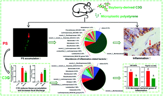 Graphical abstract: Food-derived cyanidin-3-O-glucoside reverses microplastic toxicity via promoting discharge and modulating the gut microbiota in mice