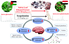 Graphical abstract: Insights into the neuroprotective effects of Salvia officinalis L. and Salvia microphylla Kunth in the memory impairment rat model