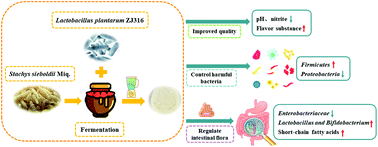 Graphical abstract: Lactobacillus plantarum ZJ316 improves the quality of Stachys sieboldii Miq. pickle by inhibiting harmful bacteria growth, degrading nitrite and promoting the gut microbiota health in vitro
