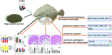Graphical abstract: Dietary gamma-aminobutyric acid ameliorates growth impairment and intestinal dysfunction in turbot (Scophthalmus maximus L.) fed a high soybean meal diet
