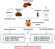 Graphical abstract: Polyphenol extract and essential oil of Amomum tsao-ko equally alleviate hypercholesterolemia and modulate gut microbiota