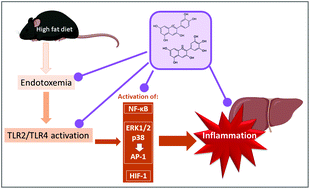 Graphical abstract: Supplementation with cyanidin and delphinidin mitigates high fat diet-induced endotoxemia and associated liver inflammation in mice