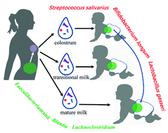 Graphical abstract: Lactation-dependent vertical transmission of natural probiotics from the mother to the infant gut through breast milk
