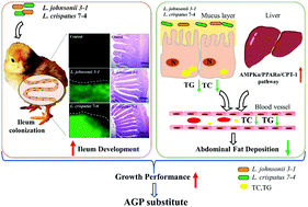 Graphical abstract: Lactobacillus johnsonii 3-1 and Lactobacillus crispatus 7-4 promote the growth performance and ileum development and participate in lipid metabolism of broilers