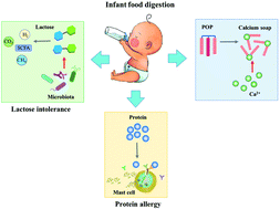 Graphical abstract: Development of the digestive system in early infancy and nutritional management of digestive problems in breastfed and formula-fed infants