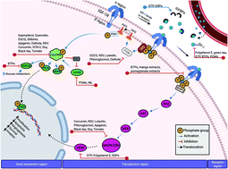 Graphical abstract: Molecular regulation of phenolic compounds on IGF-1 signaling cascade in breast cancer