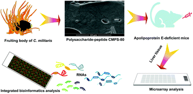 Graphical abstract: The polysaccharide–peptide complex from mushroom Cordyceps militaris ameliorates atherosclerosis by modulating the lncRNA–miRNA–mRNA axis