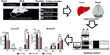 Graphical abstract: Short-term supplementation of EPA-enriched ethanolamine plasmalogen increases the level of DHA in the brain and liver of n-3 PUFA deficient mice in early life after weaning
