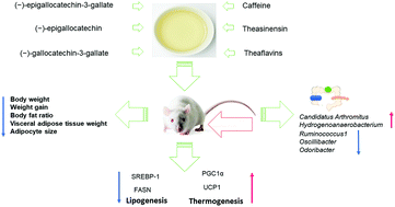 Graphical abstract: Oolong tea extract alleviates weight gain in high-fat diet-induced obese rats by regulating lipid metabolism and modulating gut microbiota