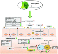 Graphical abstract: The functional role of sulforaphane in intestinal inflammation: a review