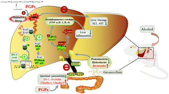 Graphical abstract: Glucopyranose from Pleurotus geesteranus prevent alcoholic liver diseases by regulating Nrf2/HO-1-TLR4/NF-κB signalling pathways and gut microbiota