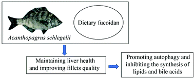 Graphical abstract: Dietary fucoidan extracted from macroalgae Saccharina japonica alleviate the hepatic lipid accumulation of black seabream (Acanthopagrus schlegelii)
