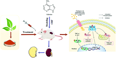 Graphical abstract: Total flavonoids in Epimedium koreanum Nakai alleviated chronic renal failure via promoting AMPK activation