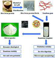 Graphical abstract: Improved protective and controlled releasing effect of fish oil microcapsules with rice bran protein fibrils and xanthan gum as wall materials