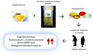 Graphical abstract: Perilla seed oil in combination with nobiletin-rich ponkan powder enhances cognitive function in healthy elderly Japanese individuals: a possible supplement for brain health in the elderly