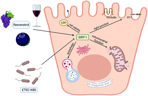 Graphical abstract: Resveratrol alleviates enterotoxigenic Escherichia coli K88-induced damage by regulating SIRT-1 signaling in intestinal porcine epithelial cells