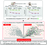Graphical abstract: Antihypertensive effect and underlying mechanism of tripeptide NCW on spontaneously hypertensive rats using metabolomics analysis