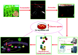 Graphical abstract: Purification and characterization of hypoglycemic peptides from traditional Chinese soy-fermented douchi