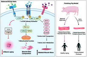 Graphical abstract: Potential nutritional healthy-aging strategy: enhanced protein metabolism by balancing branched-chain amino acids in a finishing pig model