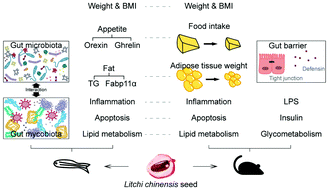 Graphical abstract: Litchi chinensis seed prevents obesity and modulates the gut microbiota and mycobiota compositions in high-fat diet-induced obese zebrafish