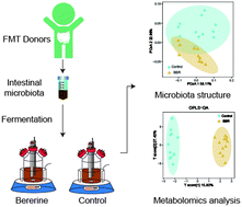 Graphical abstract: Responses of human gut microbiota abundance and amino acid metabolism in vitro to berberine