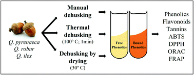 Graphical abstract: Unveiling the phytochemical nature of acorns: the relevance of dehusking