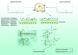 Graphical abstract: Effects of alkaloid-rich extracts obtained from Grifola frondosa on gut microbiota and glucose homeostasis in rats