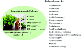 Graphical abstract: Bioactive properties of the aromatic molecules of spearmint (Mentha spicata L.) essential oil: a review