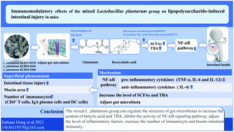 Graphical abstract: Immunomodulatory effects of mixed Lactobacillus plantarum on lipopolysaccharide-induced intestinal injury in mice