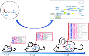 Graphical abstract: Multi-omics reveals host metabolism associated with the gut microbiota composition in mice with dietary ε-polylysine