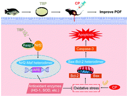 Graphical abstract: Tilapia skin peptides restore cyclophosphamide-induced premature ovarian failure via inhibiting oxidative stress and apoptosis in mice