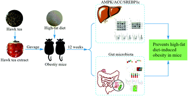 Graphical abstract: Hawk tea prevents high-fat diet-induced obesity in mice by activating the AMPK/ACC/SREBP1c signaling pathways and regulating the gut microbiota