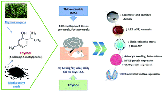 Graphical abstract: Thymol ameliorated neurotoxicity and cognitive deterioration in a thioacetamide-induced hepatic encephalopathy rat model; involvement of the BDNF/CREB signaling pathway
