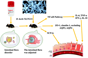 Graphical abstract: Bifidobacterium animalis subsp. lactis XLTG11 improves antibiotic-related diarrhea by alleviating inflammation, enhancing intestinal barrier function and regulating intestinal flora