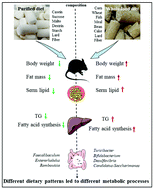 Graphical abstract: Purified diet versus whole food diet and the inconsistent results in studies using animal models