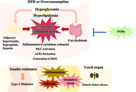 Graphical abstract: The impact of prebiotic fructooligosaccharides on gut dysbiosis and inflammation in obesity and diabetes related kidney disease