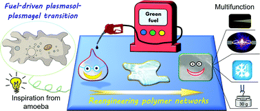Graphical abstract: Amoeba-inspired reengineering of polymer networks