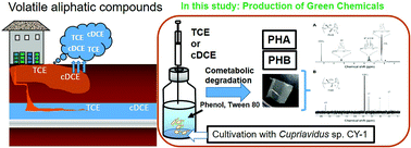 Graphical abstract: Cometabolic degradation of toxic trichloroethene or cis-1,2-dichloroethene with phenol and production of poly-β-hydroxybutyrate (PHB)